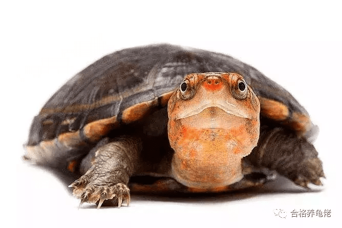 什么叫错甲龟错甲龟为什么不好