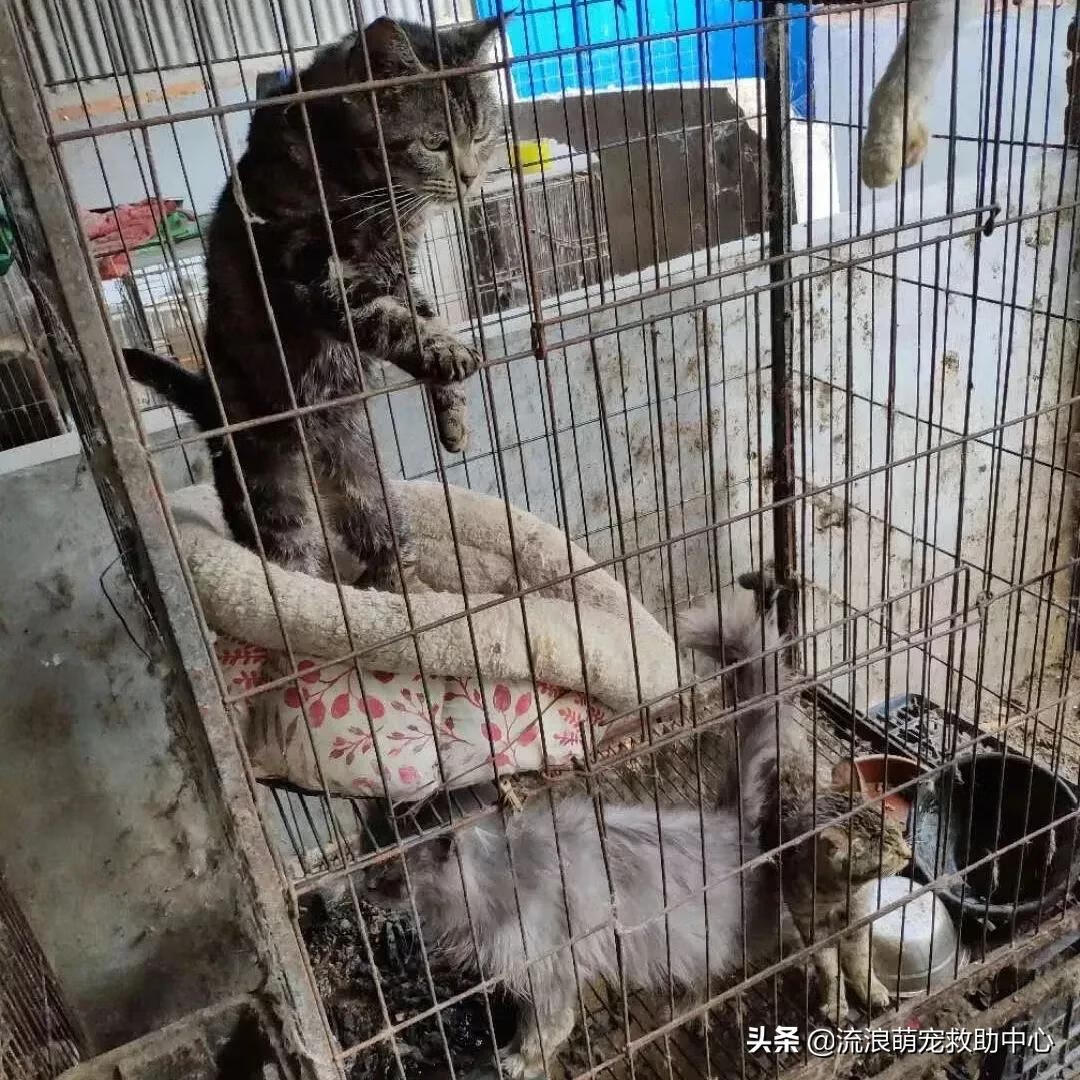 12315可以投诉交易猫吗(交易猫卖家被申诉)
