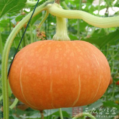 南瓜的营养价值及功效与作用禁忌(南瓜的营养和作用)