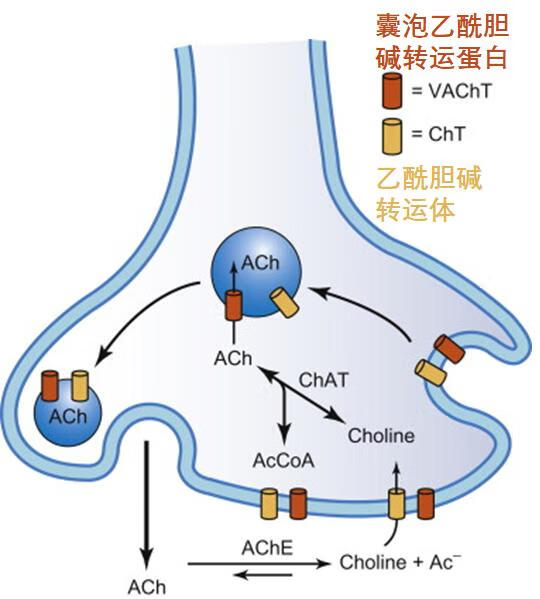 乙酰胆碱的化学本质是什么(乙酰胆碱是不是蛋白质)