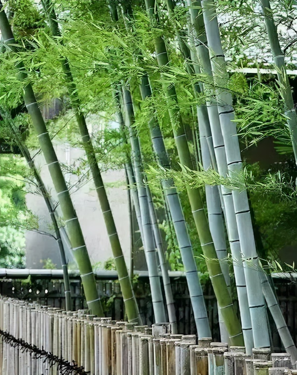 院子里养竹子风水上有什么讲究(室内养竹子好吗)