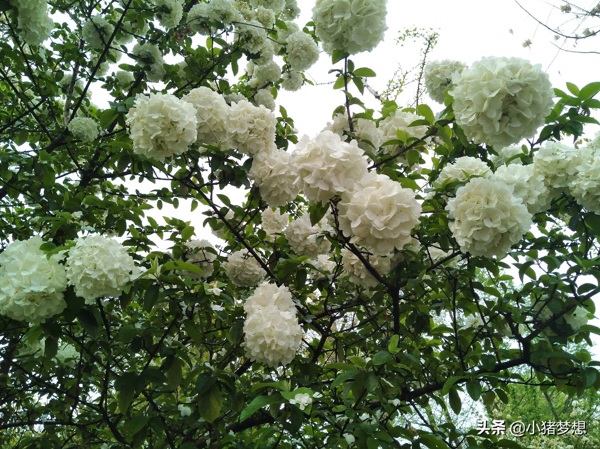 绣球花有毒吗?(绣球花的毒性大不大)