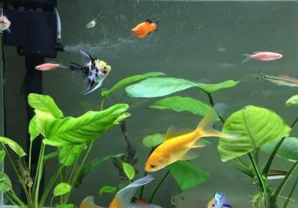 在两者混养时,一定按照热带鱼的温度为准,我们饲养的冷水鱼,不是真正
