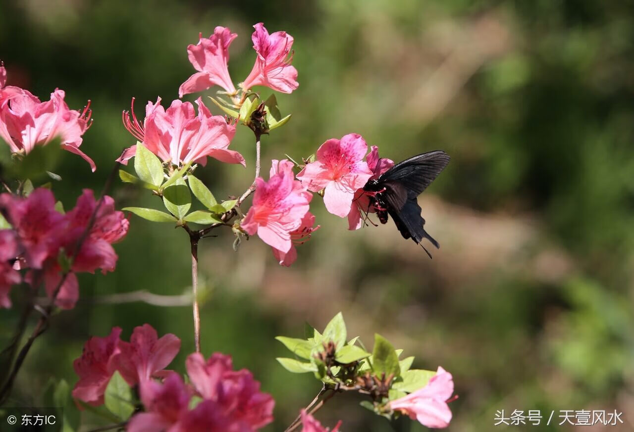 全锁玉关风水寅位见砂,会车祸???(羊脂玉砂)