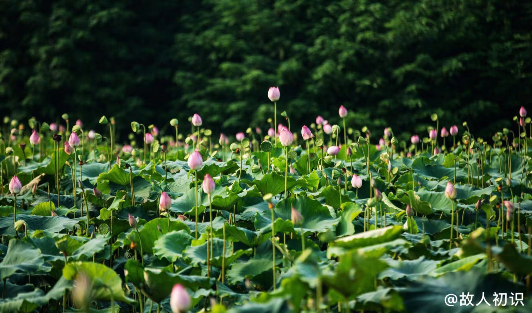 水灵芝图片(灵芝茶)