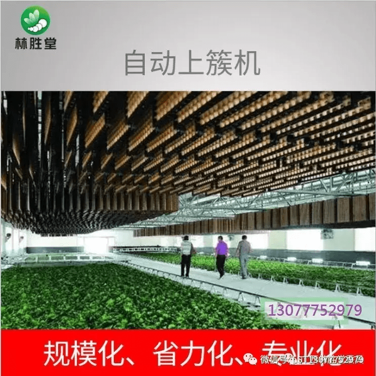 蚕宝宝怎么养才好(怎样养蚕宝宝才是正确的)
