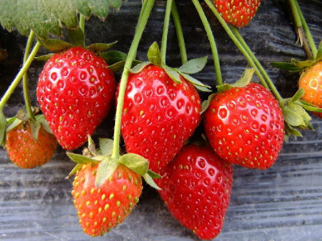 草莓的营养价值及功效与作用的(草莓作用与功效有哪些)