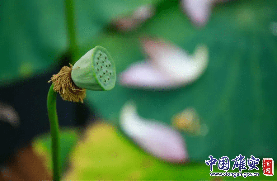 白洋淀的荷花啥时候开(白洋淀荷花节是几月几号)