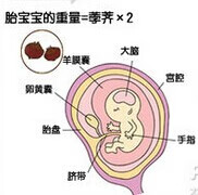 怀孕三个月半月胎儿图(怀孕三个半月胎儿图片)