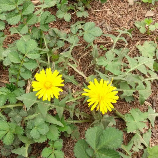 东北山野菜都有哪些(东北山野菜图片)