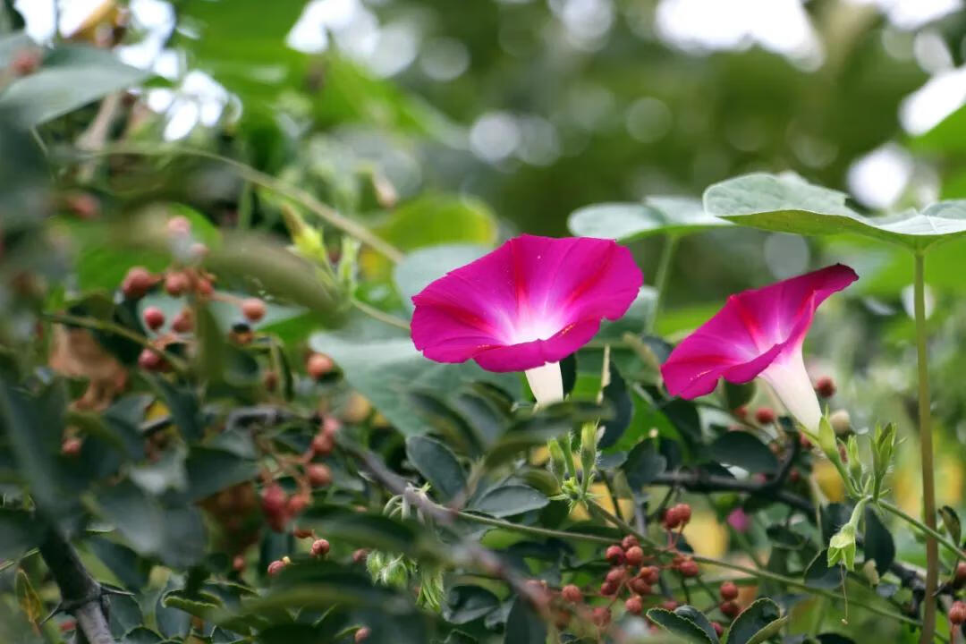 什么花在什么时候开,怎么开(什么花什么时候开花)