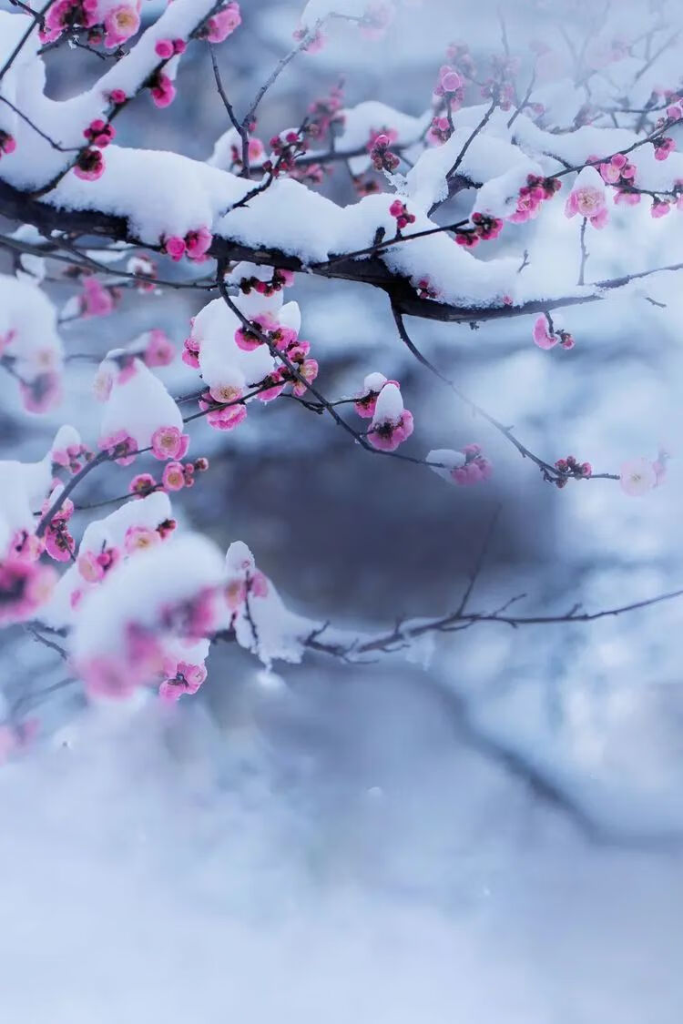 写写雪的古诗(写雪的古诗名句)