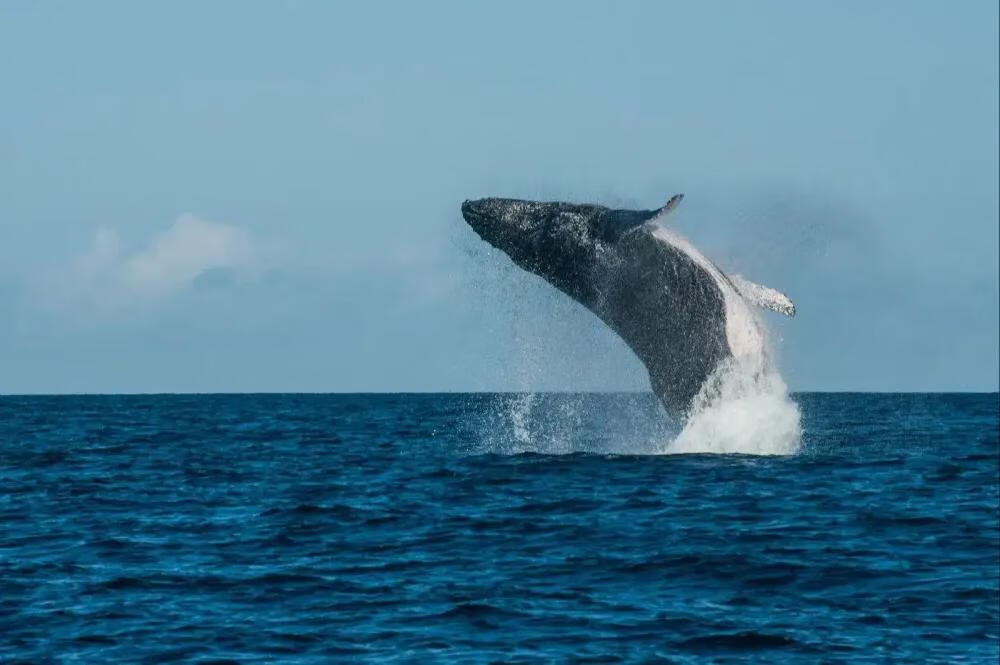 海洋動物之最(世界上有哪些海洋生物)-百科學社