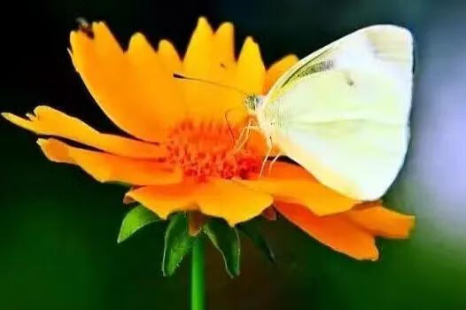 黄菊花的功效
