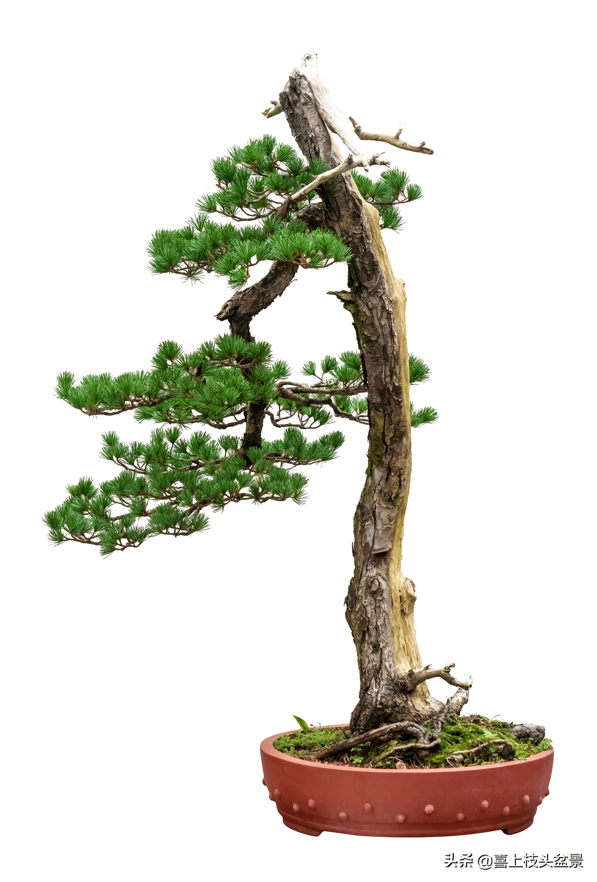 长寿吉庆盆景,像一个有着丰富的阅历,睿智的老人,有着长寿,吉祥的寓意