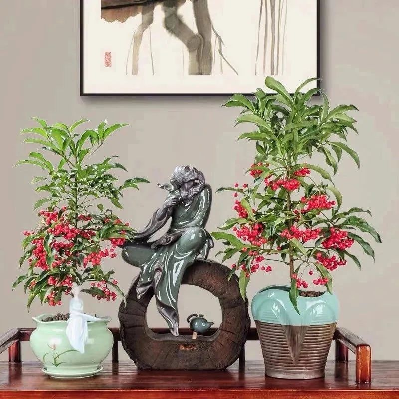黄金果实(大金果)