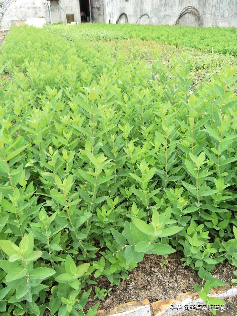 蓝靛果种植环境与条件(蓝靛果分为几个品种)