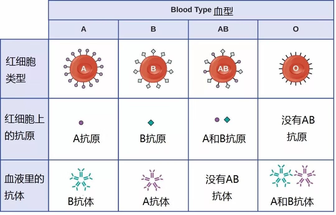 o型血和b型血生的孩子是什么血型(o型血和o型血夫妻好吗)