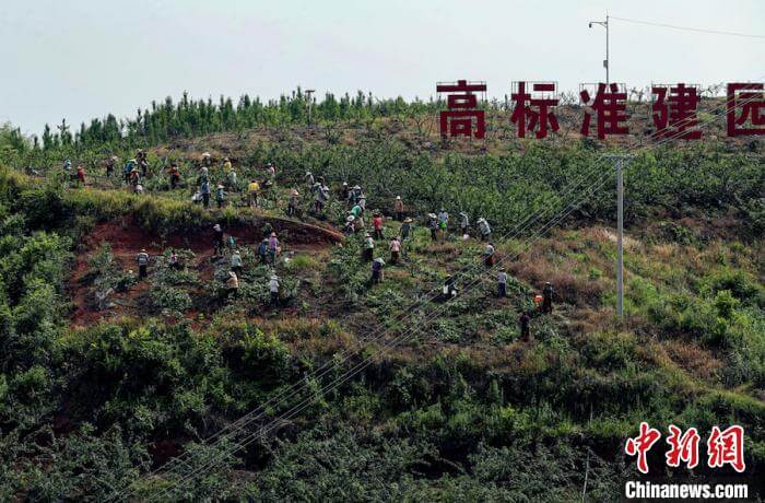 四川自贡：小西瓜结出“脱贫果”小村飘出脱贫致富香