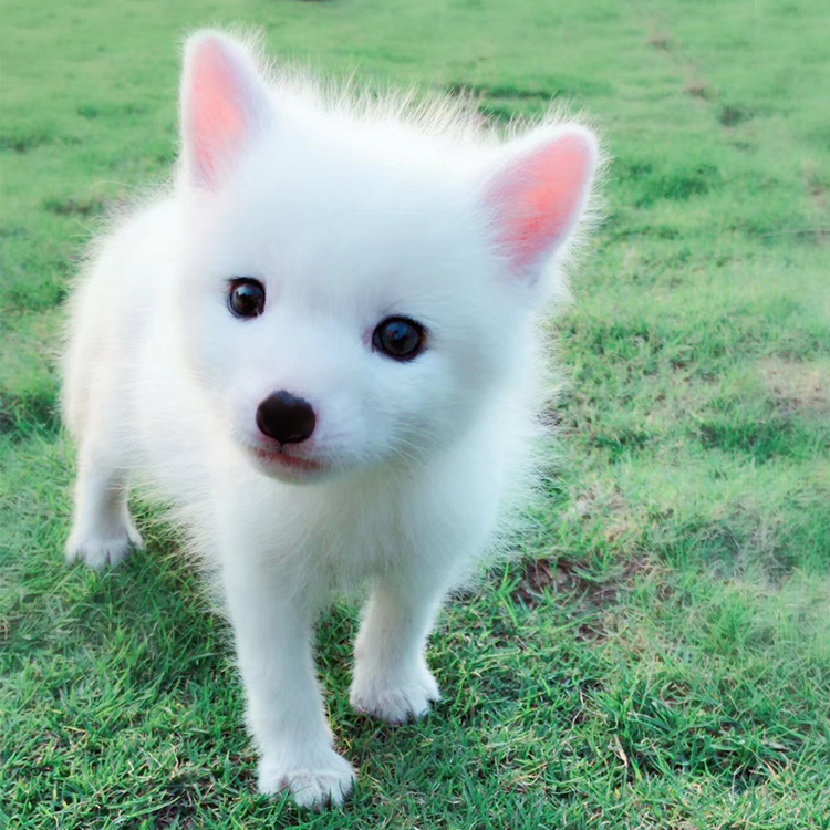 宠物活体狐狸活体幼崽雪狐家养萌宠迷你另类犬科可爱小动物 蓝狐活体