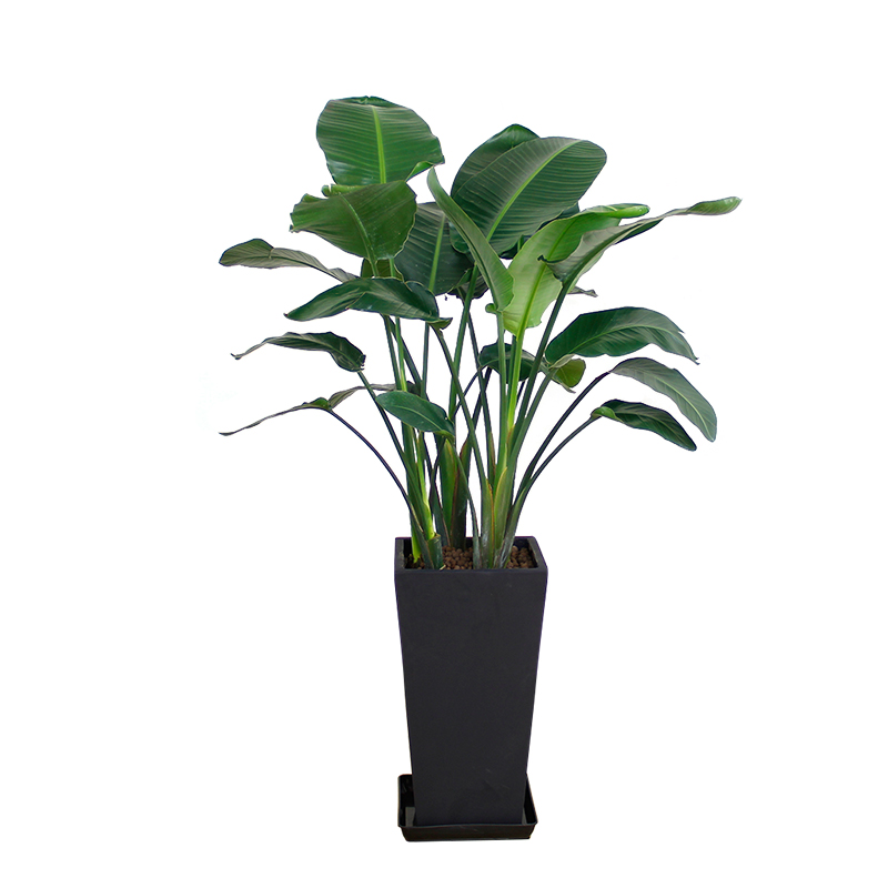 鹤望兰绿植室内办公室客厅大型植物盆景 1米左右(水泥黑色细高方盆)