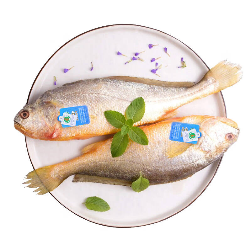 壹条鱻 冷冻彩虹 鲷鱼