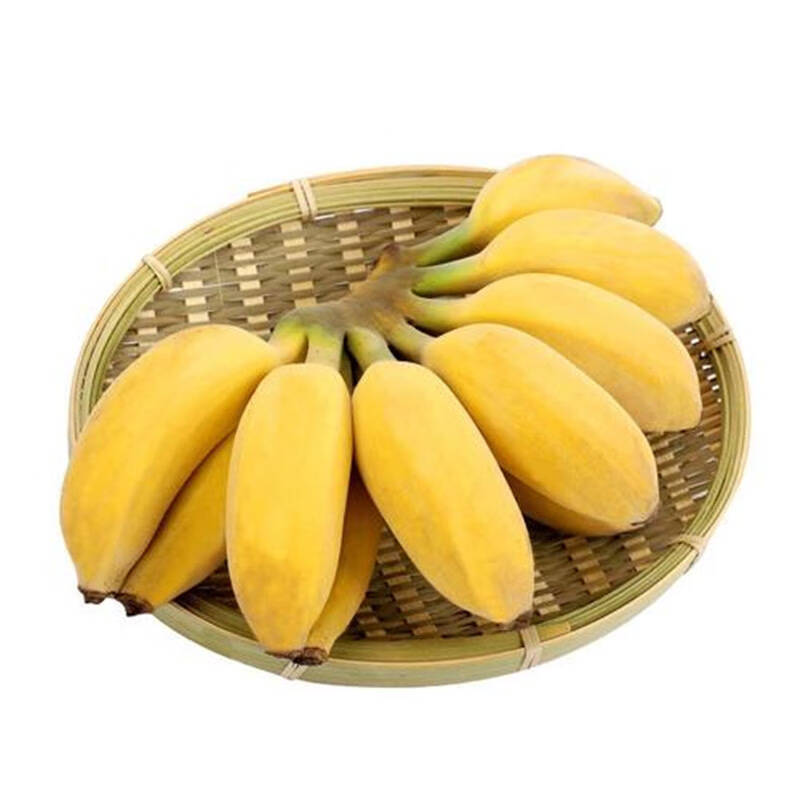 果九妹短萌甜糯不催熟小米蕉图片