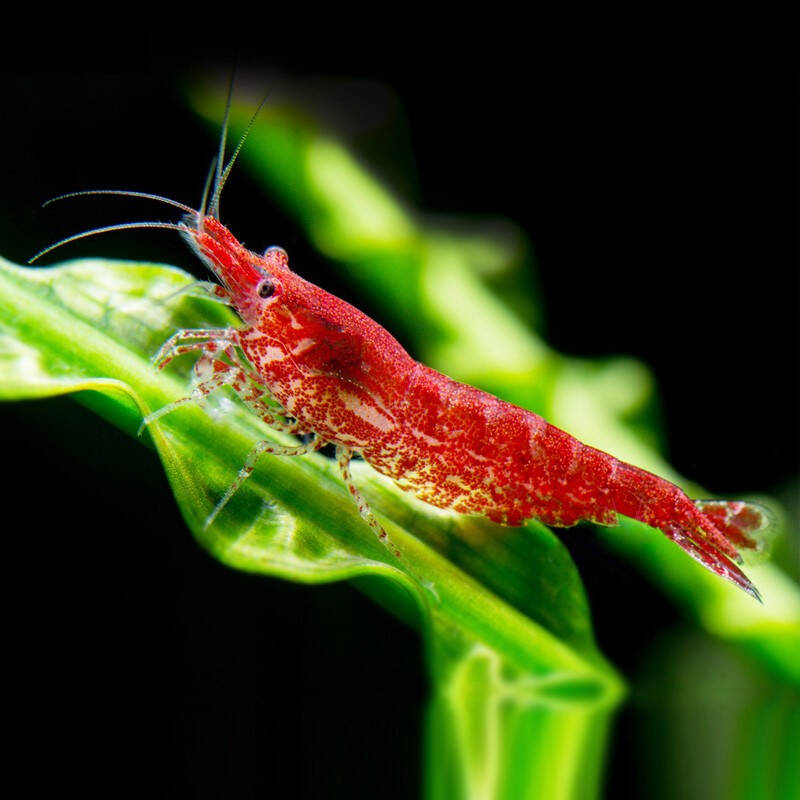 鱼官儿鱼缸除藻樱花虾活体图片