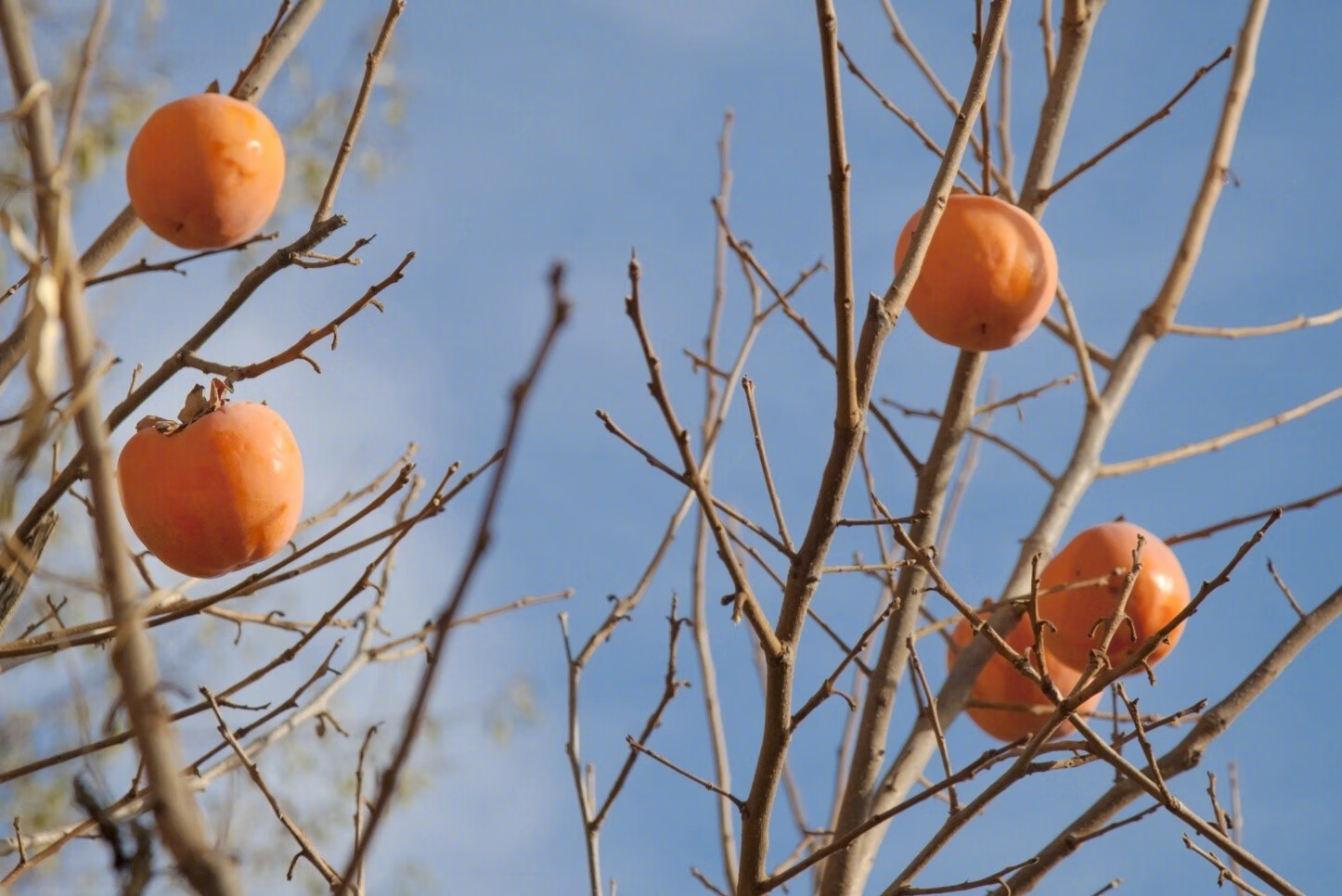 温暖冬日餐具,点亮你餐桌前的等待!的第5张示图 温暖冬日餐具,点亮你餐桌前的等待!的第5张示图
