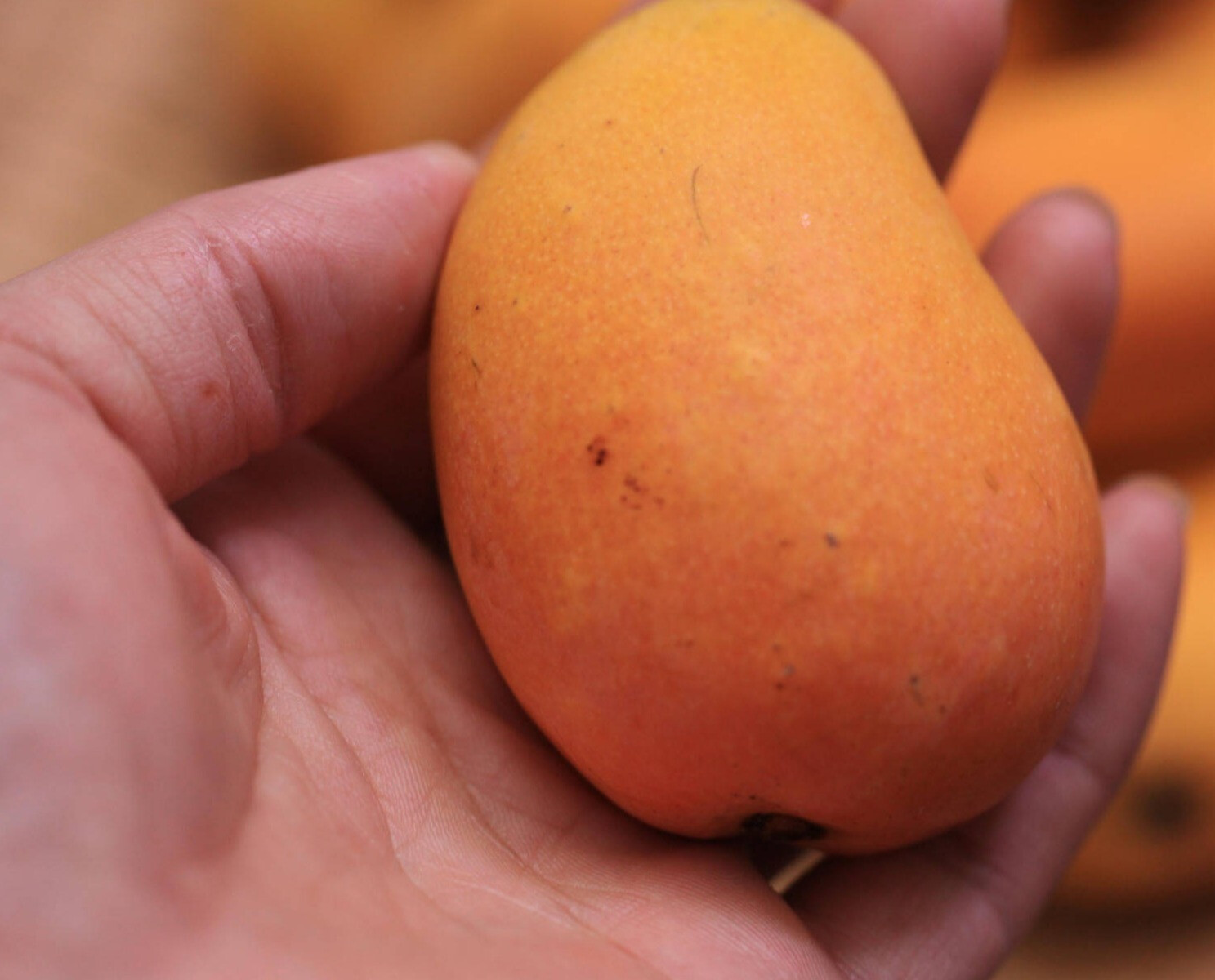 芒果有“黑点”能不能买？看皮相，一挑1个准-JinMo之家