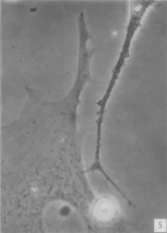 烟酰胺不止可以帮助美白,还有其他作用!的第1张示图 烟酰胺不止可以帮助美白,还有其他作用!的第1张示图