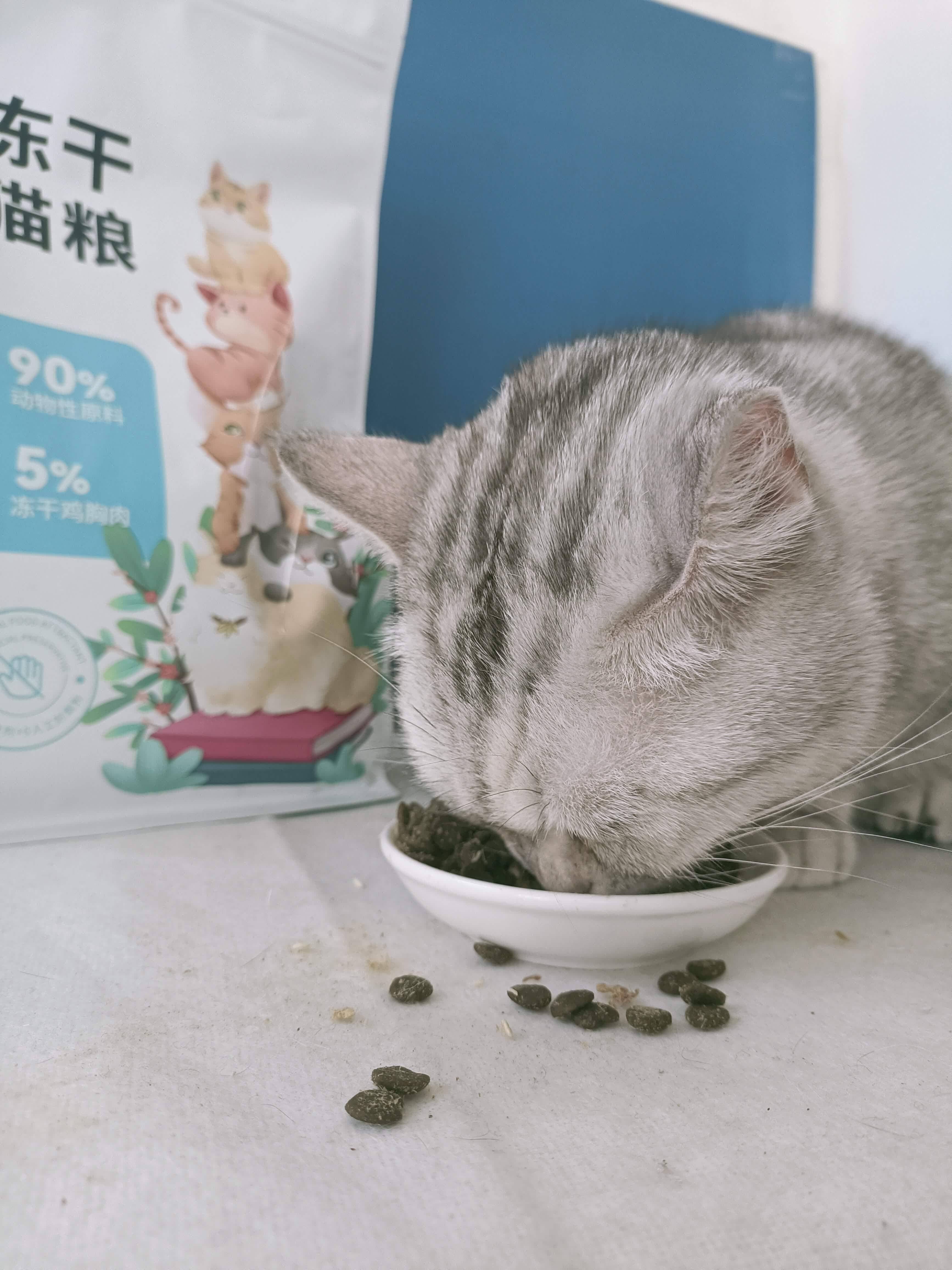 营养丰富口感出色,吉芙猫粮猫咪吃的香-JinMo之家