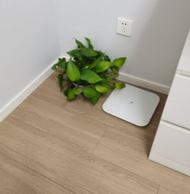 小米体脂秤，让你身体更加的健康-JinMo之家