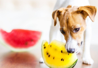 科普：减肥中的狗狗可以吃水果吗？