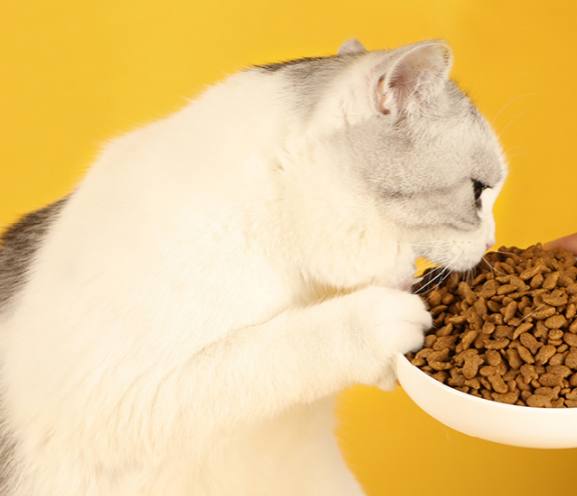 营养多元不添加诱食剂，怡亲猫粮让小猫咪更加健康