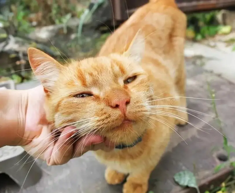 猫咪的小秘密 摸它这些地方 它会爱你入骨 猫咪的小秘密 摸它这些地方 它会爱你入骨
