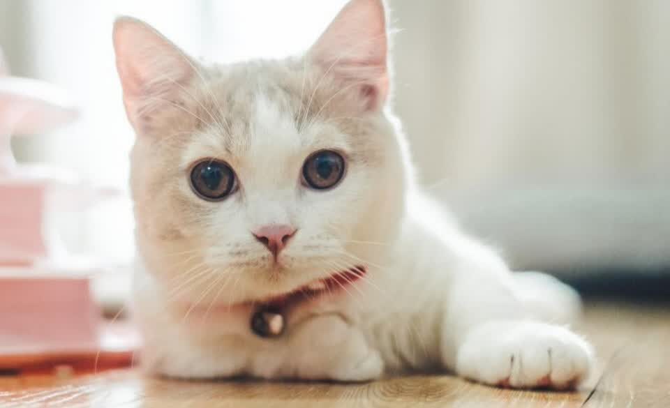 猫粮不会选？今天帮你挑选出高品质好猫粮-JinMo之家