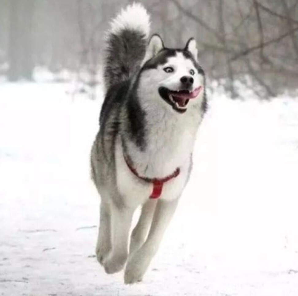 宠物在家不放心?家用摄像头来帮你看家的第1张示图 宠物在家不放心?家用摄像头来帮你看家的第1张示图