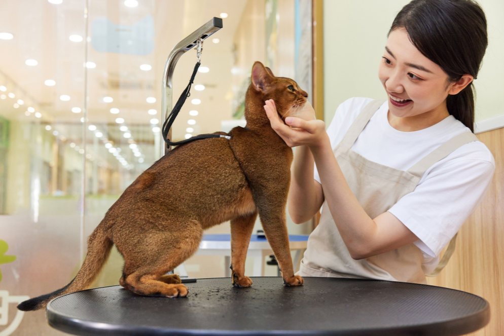 家有萌宠毛发太多?博世吸尘器为你一键清洁-JinMo之家