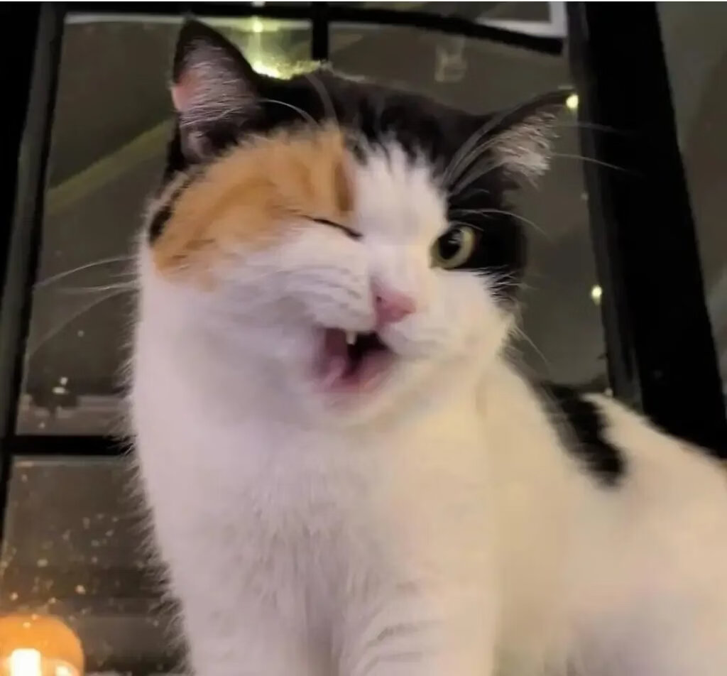 一周趣图时间到,一起来开心下吧ヽ(*。>Д<)o゜