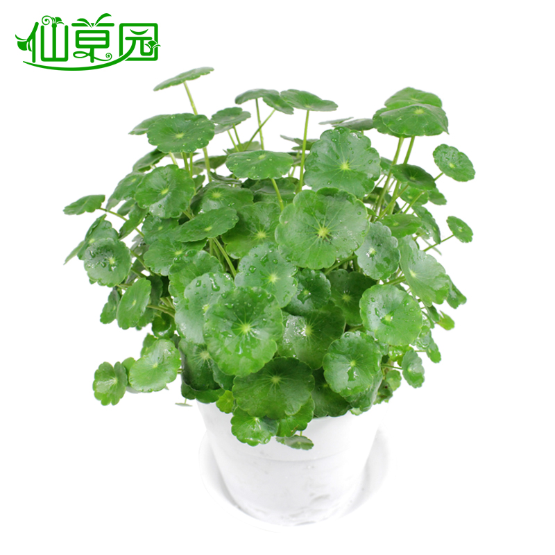 盆栽花卉室内植物桌面盆栽 开运 土培水培铜钱草 铜钱草 圆蓝中【图片