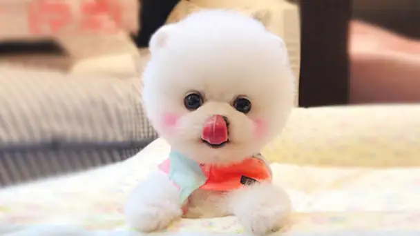 幼犬到家饲养以及注意事项