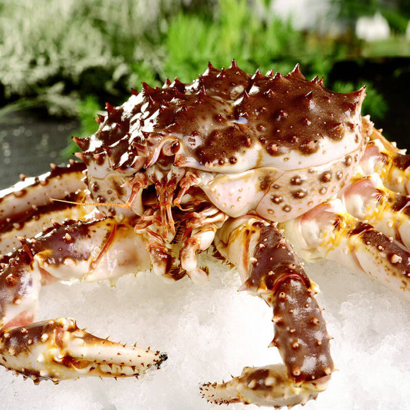 俄罗斯肥美鲜活帝王蟹