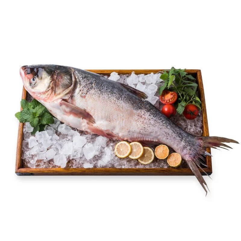 冰岛野生 青花鱼