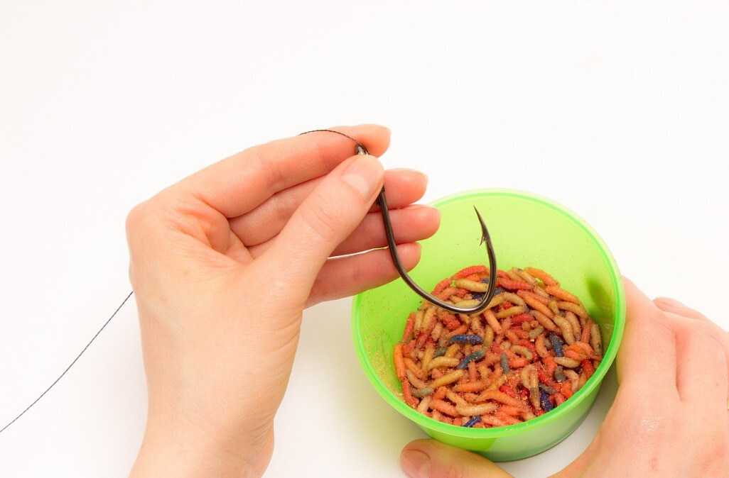 入冬快来钓白条鱼吧,先来看看这几个小技巧