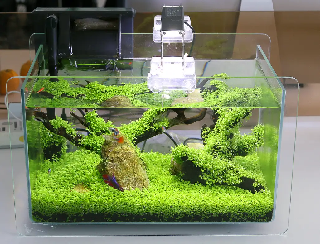 水族 论灯具的重要性