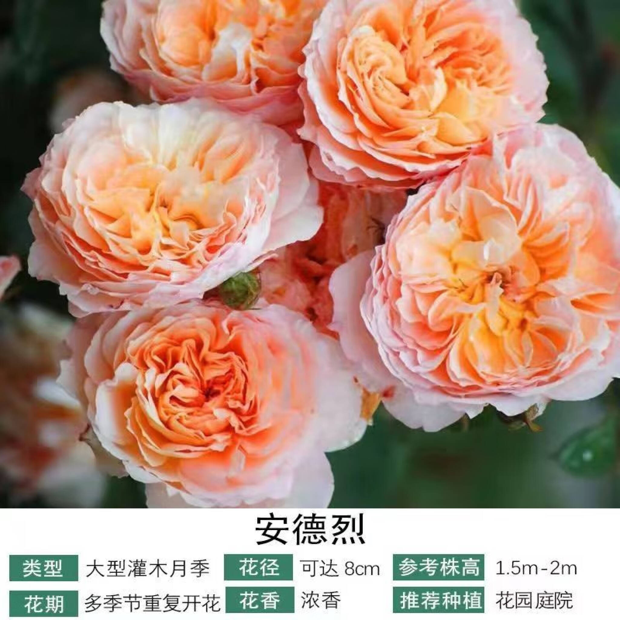 最終値下 希少 レア 250ml 薔薇 専用♡- 観葉植物