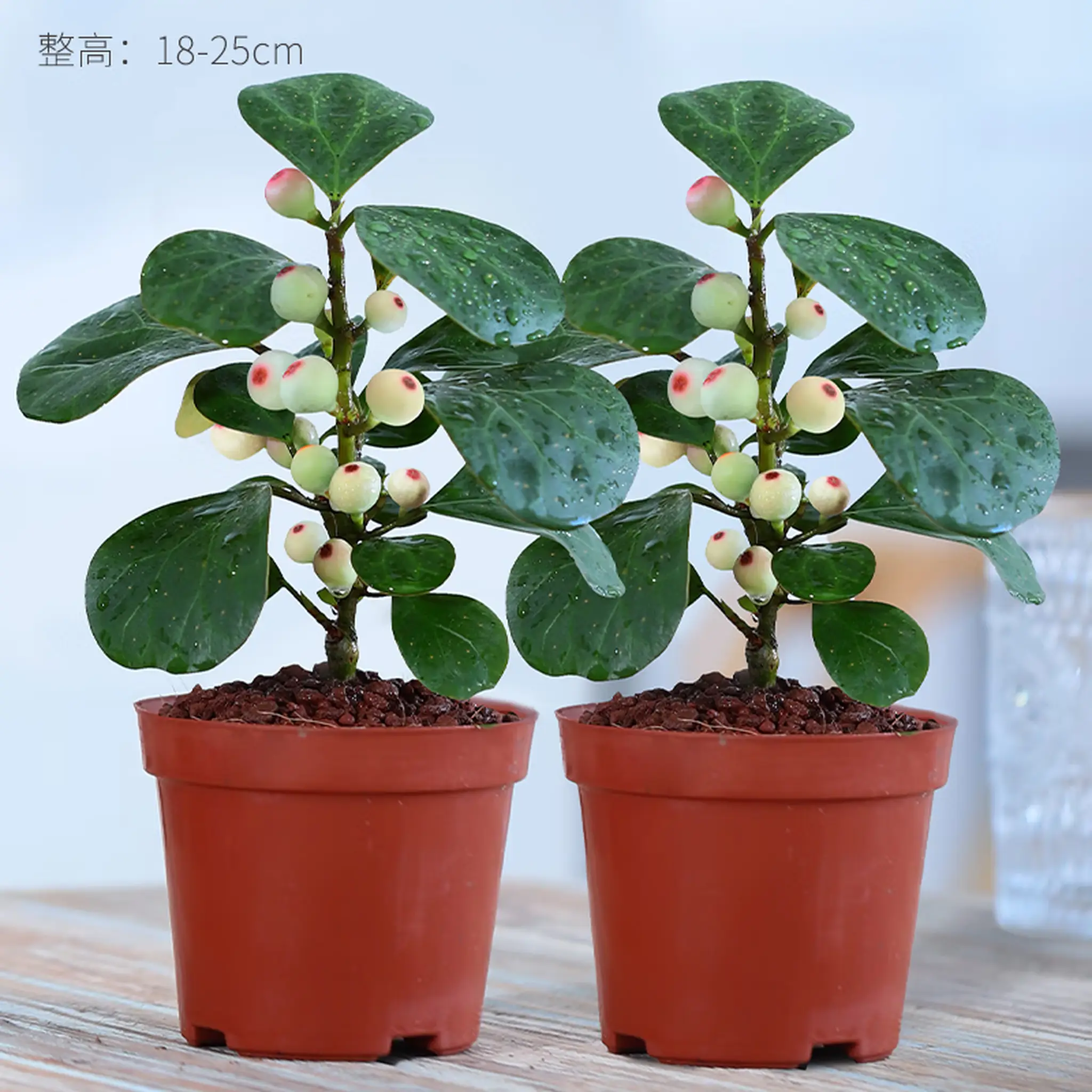 小盼菩提树盆景办公室绿植室内盆栽花卉桌面四季好养风水招财植物菩提树 原盆 2盆 含盆
