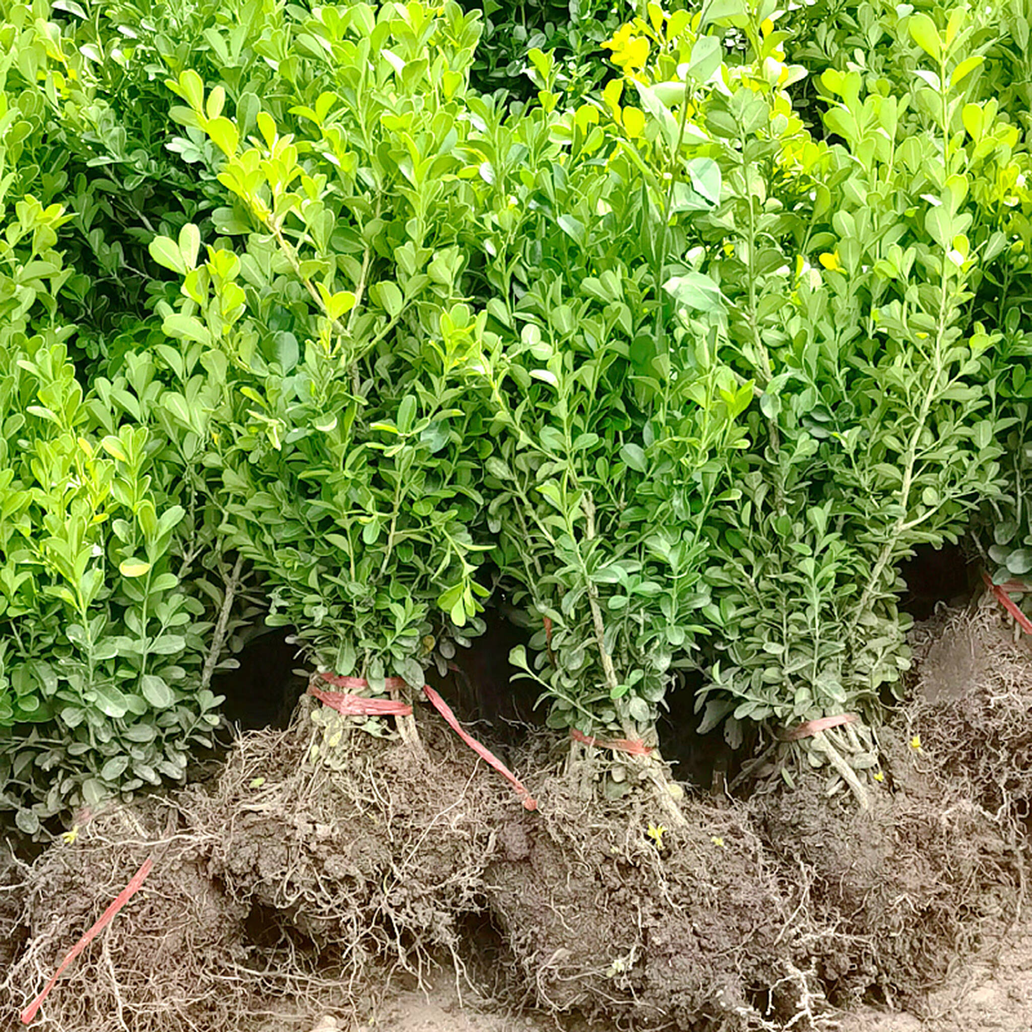 花语笙默四季常绿围墙篱笆植物大叶北海道黄杨苗冬青树苗四季常青庭院绿篱