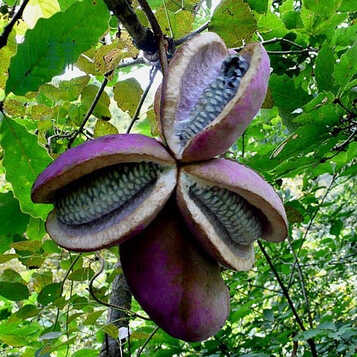 八月炸树苗八月炸瓜野果树苗野香蕉猫儿屎果树苗种子三叶木通 5年苗